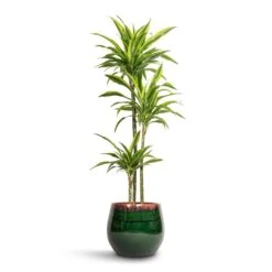Dracaena Fragrans Lemon Lime - Multi Stem -Plants Sale Store Dracaena fragrans Lemon Lime Multi Stem 24x145cm 3 stems Charlotte Plant Pot Green 33x30cm