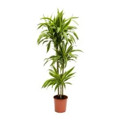 Dracaena Fragrans Lemon Lime - Multi Stem -Plants Sale Store Dracaena fragrans Lemon Lime Multi Stem Large