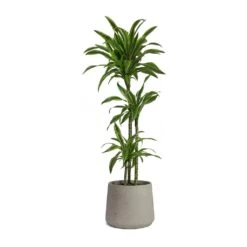Patt Plant Pot - Grey Washed 40 Patt Plant Pot - Grey Washed -Plants Sale Store Dracaena fragrans Lemon Lime Multi Stem Patt Plant Pot Grey Washed 5fb8f3d1 7454 44c1 b445 7bb9138f2993