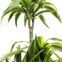 Dracaena Fragrans Lemon Lime - Multi Stem -Plants Sale Store Dracaena fragrans Lemon Lime Multi Stem SWATCH