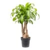 Dracaena Fragrans Massangeana - Branched -Plants Sale Store Dracaena fragrans Massangeana Branched 27x110cm
