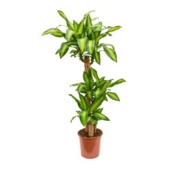 Dracaena Fragrans Massangeana - Multi Stem -Plants Sale Store Dracaena fragrans Massangeana Multi Stem