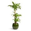Dracaena Fragrans Massangeana - Multi Stem 1 Dracaena Fragrans Massangeana - Multi Stem -Plants Sale Store Dracaena fragrans Massangeana Multi Stem 24x135cm 3 stems Aimee Plant Pot Pear 33x28cm