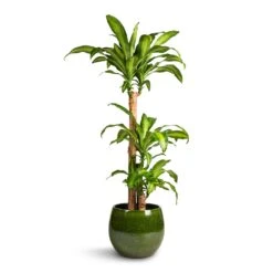Aimee Plant Pot - Pear 18 Aimee Plant Pot - Pear -Plants Sale Store Dracaena fragrans Massangeana Multi Stem 24x135cm 3 stems Aimee Plant Pot Pear 33x28cm 9d51daf9 fa5a 4318 8b6a 126301d74672