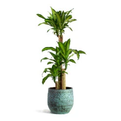 Dracaena Fragrans Massangeana - Multi Stem -Plants Sale Store Dracaena fragrans Massangeana Multi Stem Evi Plant Pot Antique Bronze