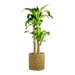 Dracaena Fragrans Massangeana - Multi Stem -Plants Sale Store Dracaena fragrans Massangeana Multi Stem Ido Plant Baskets Set of 5 Natural