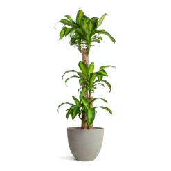 Mini Jesslyn Plant Pot - Grey Washed -Plants Sale Store Dracaena fragrans Massangeana Multi Stem Mini Jesslyn Plant Pot Grey Washed