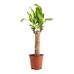 Dracaena Fragrans Massangeana - Single Stem -Plants Sale Store Dracaena fragrans Massangeana Single Stem 14x65cm