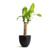 Dracaena Fragrans Massangeana - Single Stem -Plants Sale Store Dracaena fragrans Massangeana Single Stem 14x65cm Coral Refined Planter Volcano Black 18x15cm
