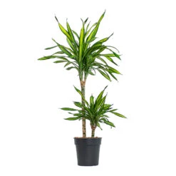Dracaena Fragrans Riki - Multi Stem -Plants Sale Store Dracaena fragrans Riki Multi Stem 19cm