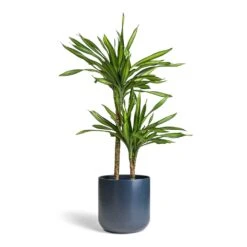 Dracaena Fragrans Riki - Multi Stem -Plants Sale Store Dracaena fragrans Riki Multi Stem 19x85cm 2 stems Lisbon Plant Pot Navy 24x24cm