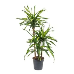 Dracaena Fragrans Riki - Multi Stem -Plants Sale Store Dracaena fragrans Riki Multi Stem 21cm