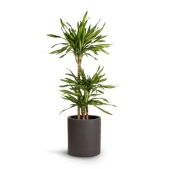 Max Refined Planter - Volcano Black 16 Max Refined Planter - Volcano Black -Plants Sale Store Dracaena fragrans Riki Multi Stem 21x100cm 3stems Max Refined Planter Volcano Black 29x29.5cm