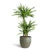 Dracaena Fragrans Riki - Multi Stem -Plants Sale Store Dracaena fragrans Riki Multi Stem 21x100cm 3 stems Rinca Plant Pot Shiny Green 29x26cm