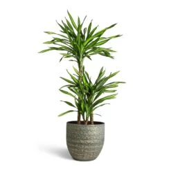 Dracaena Fragrans Riki - Multi Stem