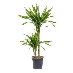 Dracaena Fragrans Riki - Multi Stem -Plants Sale Store Dracaena fragrans Riki Multi Stem