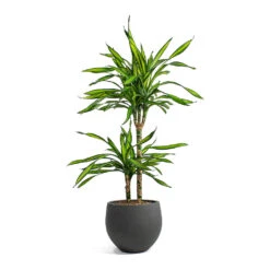 Dracaena Fragrans Riki - Multi Stem -Plants Sale Store Dracaena fragrans Riki Multi Stem Mini Orb Kevan Plant Pot Black Washed