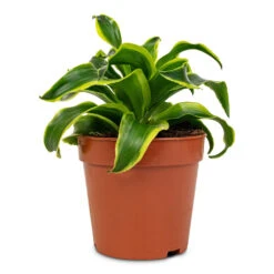 Dracaena Fragrans Tornado - Head -Plants Sale Store Dracaena fragrans Tornado Head 12x25cm