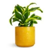 Dracaena Fragrans Tornado - Head -Plants Sale Store Dracaena fragrans Tornado Head 12x25cm Arley Plant Pot Yellow Bee 12.5x13.5cm de38fe8d 4d4f 41e4 ae71 ea7aff43ba01