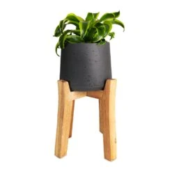 Dracaena Fragrans Tornado - Head -Plants Sale Store Dracaena fragrans Tornado Head 12x25cm Patt Plant Pot Tall Stand Black Washed 23x34cmcopy
