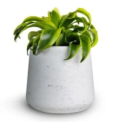 Patt Plant Pot - White Washed -Plants Sale Store Dracaena fragrans Tornado Head 12x25cm Patt Plant Pot White Washed 16x14cmcopy