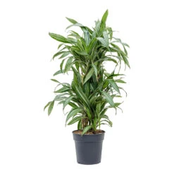 Dracaena Fragrans Ulises - Branched -Plants Sale Store Dracaena fragrans Ulises Branched