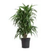 Dracaena Fragrans Ulises - Branched -Plants Sale Store Dracaena fragrans Ulises Branched 24cm