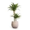 Dracaena Fragrans Ulises - Multi Stem -Plants Sale Store Dracaena fragrans Ulises Multi Stem 19x100cm 2stems Ryan Plant Pot White Black 26x26cm 1a7d2314 f355 4a48 a134 5140499f7e3e
