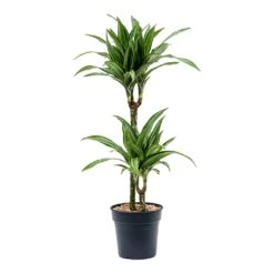 Dracaena Fragrans Ulises - Multi Stem -Plants Sale Store Dracaena fragrans Ulises Multi Stem 2 Stem
