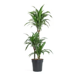 Dracaena Fragrans Ulises - Multi Stem -Plants Sale Store Dracaena fragrans Ulises Multi Stem 21cm