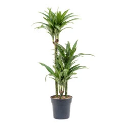 Dracaena Fragrans Ulises - Multi Stem -Plants Sale Store Dracaena fragrans Ulises Multi Stem