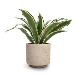 Novi Plant Pot - Grey Washed -Plants Sale Store Dracaena fragrans White Jewel Head 12x25cm Novi Plant Pot Grey Washed 15x13.5cm 30716801 5704 459c bb70 5b0ac1175870