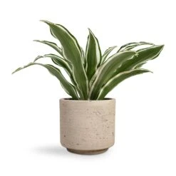 Dracaena Fragrans White Jewel - Head 13 Dracaena Fragrans White Jewel - Head -Plants Sale Store Dracaena fragrans White Jewel Head 12x25cm Novi Plant Pot Grey Washed 15x13.5cm 35f6af3f cd0a 4432 a537 637f09b3f06a