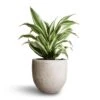 Dracaena Fragrans White Jewel - Head -Plants Sale Store Dracaena fragrans White Jewel Head 17x50cm Cas Plant Pot Cool Grey 21x19cm