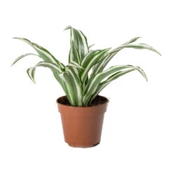 Dracaena Fragrans White Jewel - Head 17 Dracaena Fragrans White Jewel - Head -Plants Sale Store Dracaena fragrans White Jewel Head