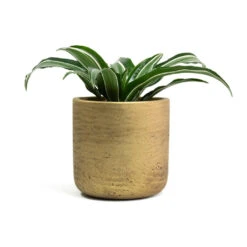 Dracaena Fragrans White Jewel - Head 18 Dracaena Fragrans White Jewel - Head -Plants Sale Store Dracaena fragrans White Jewel Head Charlie Plant Pot Metallic Gold f3511a26 6f44 4d1e 8a3d 99a8e3dc1fbc