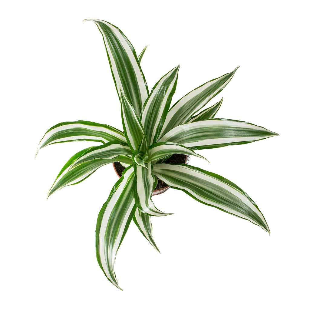 Dracaena Fragrans White Jewel - Head 4 Dracaena Fragrans White Jewel - Head - Image 2