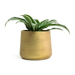 Dracaena Fragrans White Jewel - Head 16 Dracaena Fragrans White Jewel - Head -Plants Sale Store Dracaena fragrans White Jewel Head Patt Plant Pot Metallic Gold c2a23cf4 c7a0 4e04 99a5 70c9bf81c76b