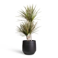 Norell Plant Pot - Black -Plants Sale Store Dracaena marginata Bicolour Multi Stem 21x100cm 3 stems Norell Plant Pot Black 29x28cm