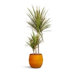 Charlotte Plant Pot - Spiced Ochre -Plants Sale Store Dracaena marginata Bicolour Multi Stem 21x110cm 3 stems Charlotte Plant Pot Spiced Ochre 23x20cm