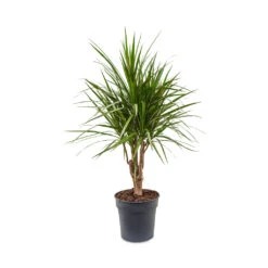 Dracaena Marginata Red Edged - Branched -Plants Sale Store Dracaena marginata Red Edged Branched 24x90cm