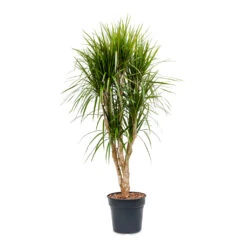 Dracaena Marginata Red Edged - Branched -Plants Sale Store Dracaena marginata Red Edged Branched 30x160cm