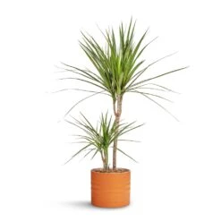 Hadleigh Plant Pot - Amber -Plants Sale Store Dracaena marginata Red Edged Multi Stem 17x75cm Hadleigh Plant Pot Amber 20x17.5cm