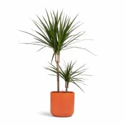 Dracaena Marginata Red Edged - Multi Stem -Plants Sale Store Dracaena marginata Red Edged Multi Stem 17x75cm 2 stems Lisbon Plant Pot Coral 21x21cm 91e20c74 f934 4073 91a9 75cbbee6611f