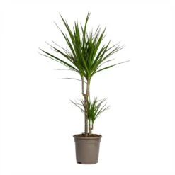 Dracaena Marginata Red Edged - Multi Stem -Plants Sale Store Dracaena marginata Red Edged Multi Stem 17x85cm 2 stems