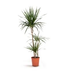 Dracaena Marginata Red Edged - Multi Stem -Plants Sale Store Dracaena marginata Red Edged Multi Stem 21x110cm 3stems