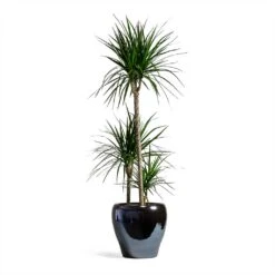 Dracaena Marginata Red Edged - Multi Stem -Plants Sale Store Dracaena marginata Red Edged Multi Stem 24x110cm 3 stems Amora Plant Pot Anthracite Mirror 32x32cm eeee0176 a201 4681 936b a6b1d10176e7