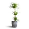 Dracaena Marginata Red Edged - Multi Stem -Plants Sale Store Dracaena marginata Red Edged Multi Stem 24x140cm 3stems Cas Plant Pot Anthracite 36x32cm 2b07c25a a8ab 47d9 8819 cfc62b89720e