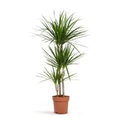 Dracaena Marginata Red Edged - Multi Stem -Plants Sale Store Dracaena marginata Red Edged Multi Stem 24x140cm 3stems