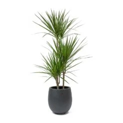 Dracaena Marginata Red Edged - Multi Stem -Plants Sale Store Dracaena marginata Red Edged Multi Stem Balloon Plant Pot Anthracite Concrete c02ffdd2 9afd 4d71 bd05 5b23cbe96298